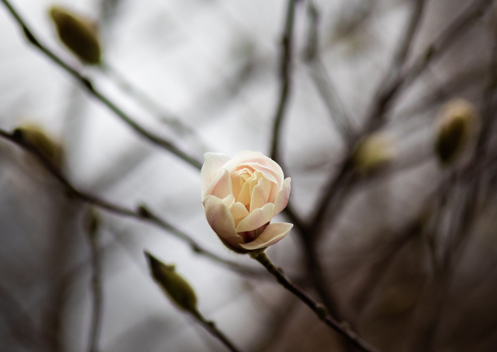 Spring blooms in St. Louis